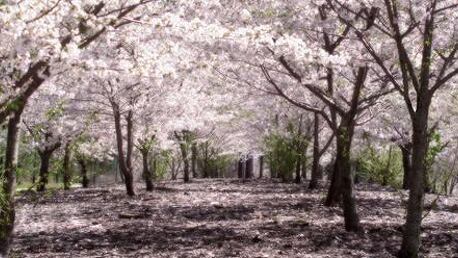 Sakura: egy magyar társasjáték, ami japánabb a legjapánabb japánnál