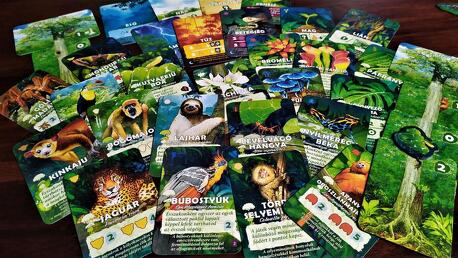 Lombkorona -  Lombok között, fák alatt [Társalgó]