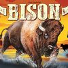Bison