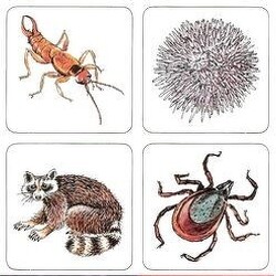 Tudnak-e repülni a malacok?