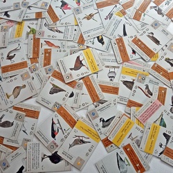 Fesztáv: Óceániai madarak