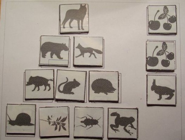 Who eats whom: The food chain boardgame